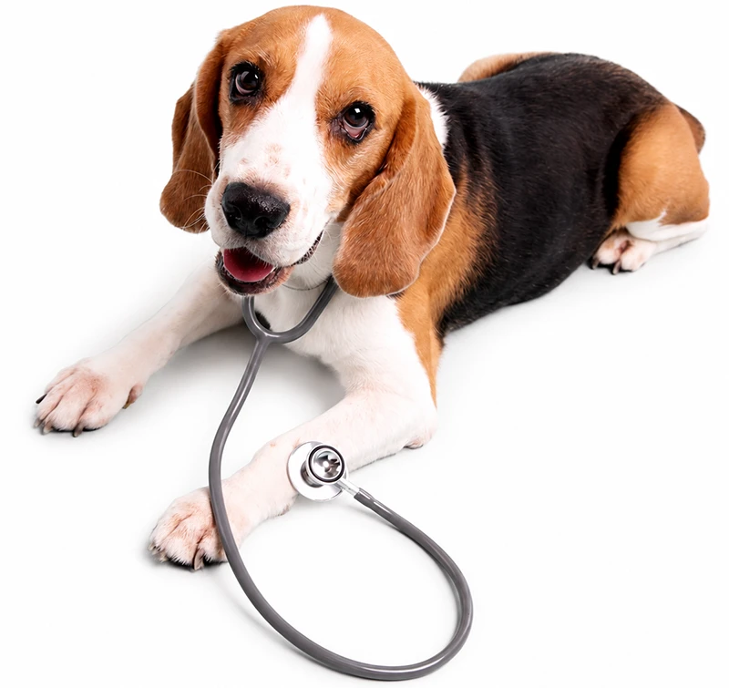 beagle dog with a stethoscope on his neck