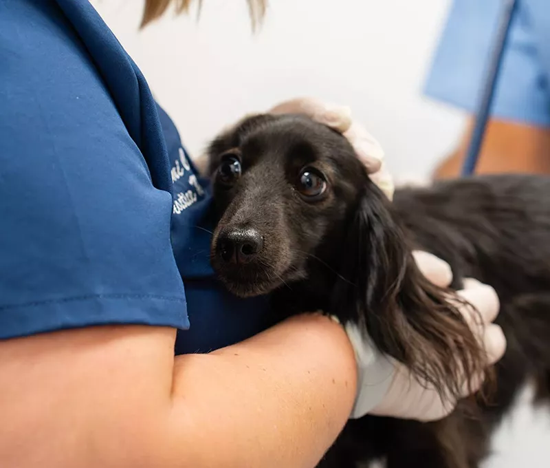 vet checking black dog at American Pet Urgent Care