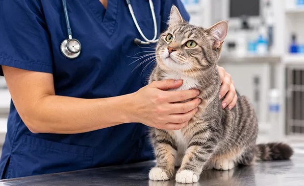 vet with cat