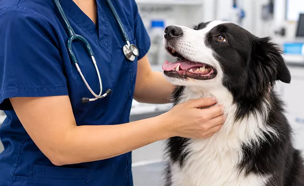 Veterinary Technician with dog
