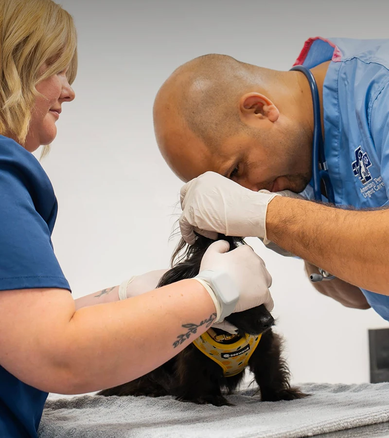 Dr. Khan checking a injured dog