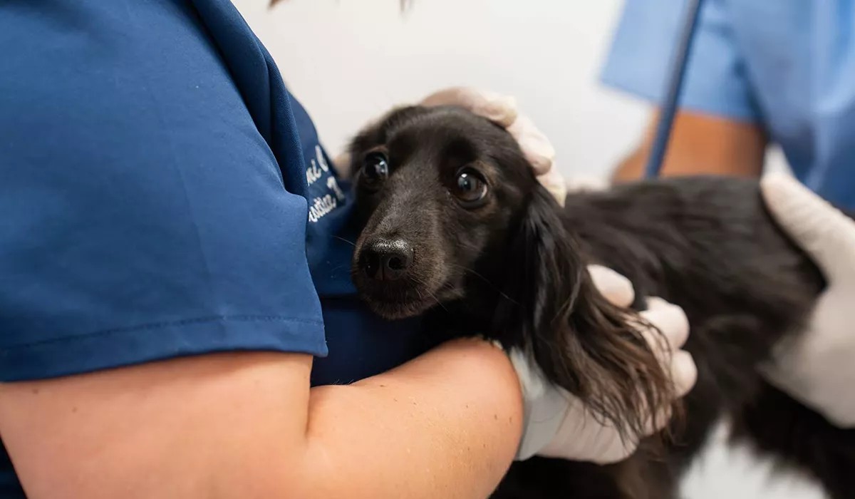 vet-checking-black-dog-at-american-pet-urgent-care