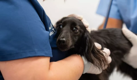 Welcome to American Pet Urgent Care