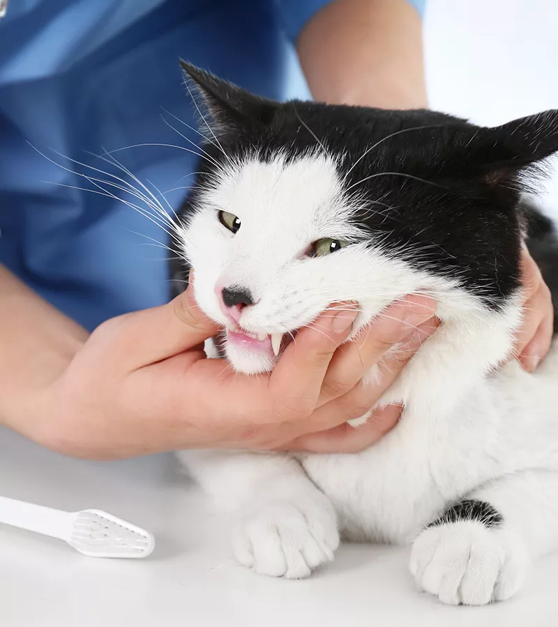 veterinarian examining cat's teeth