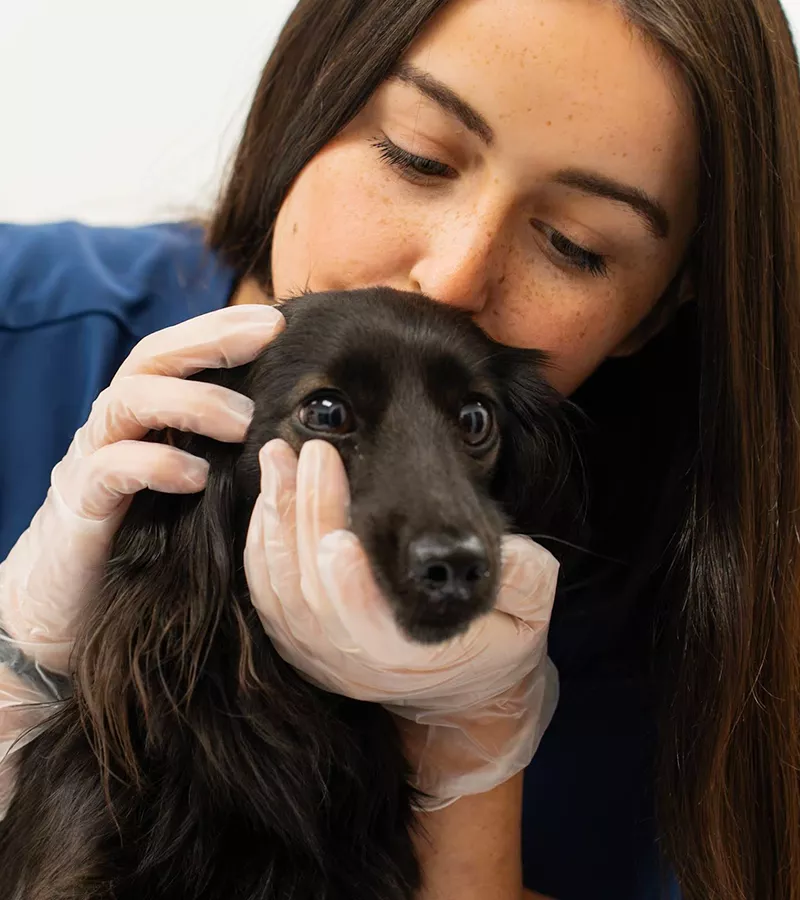 vet hugging a black dog at American Pet Urgent Care