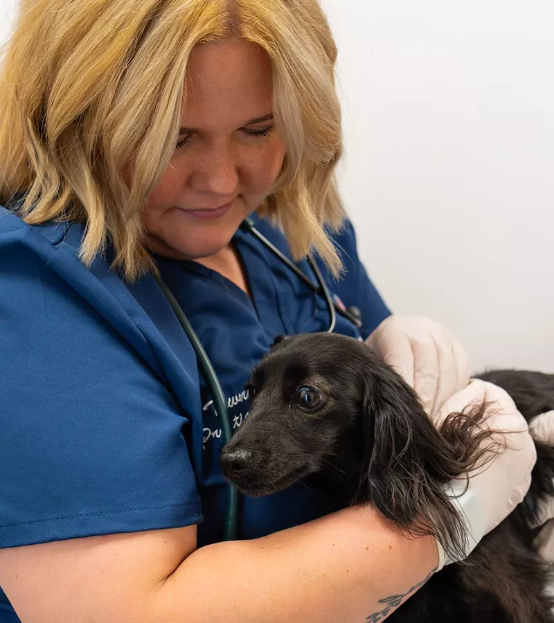 female vet trying to listen to a black dog heartbeat at American Pet Urgent Care